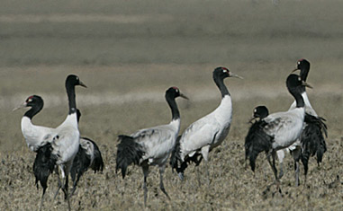 Endangered Black Neck Cranes – Phobjikha